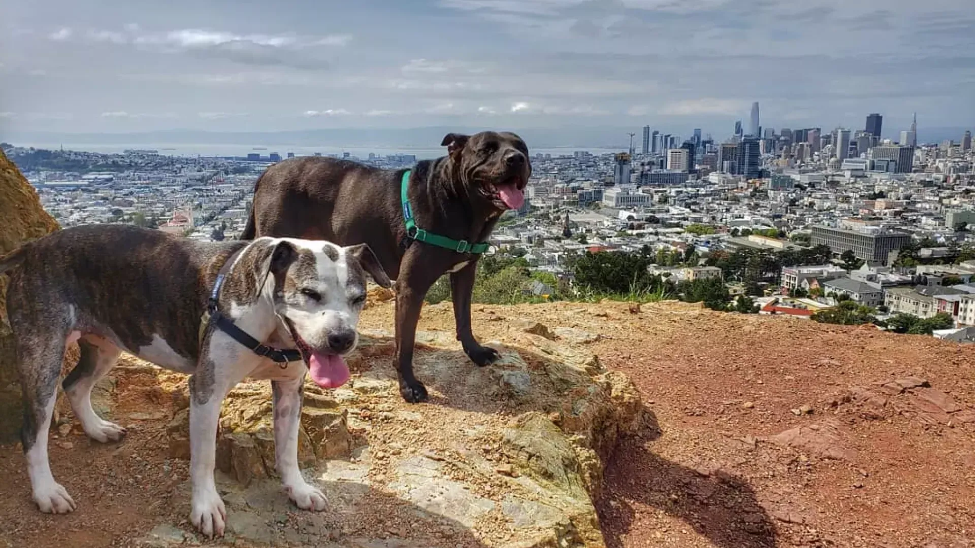 Chiens au sommet de Corona Heights