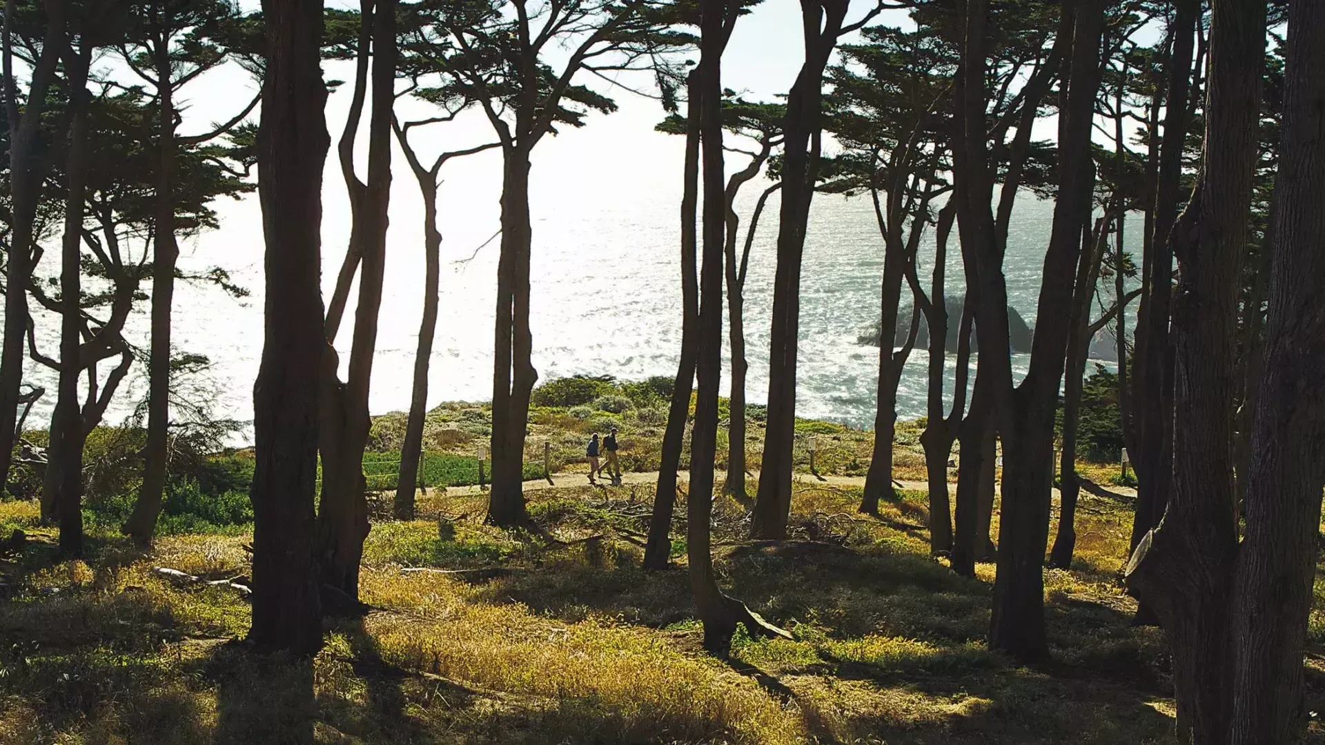 Gli escursionisti camminano lungo un tratto boscoso del Lands End Trail, con l'Oceano Pacifico sullo sfondo.