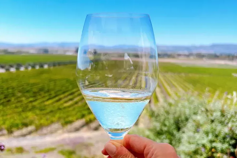 A glass of wine held up in a Sonoma vineyard.